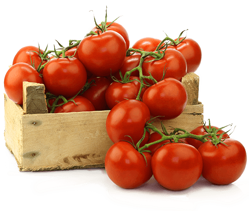 tomatoes-490x414